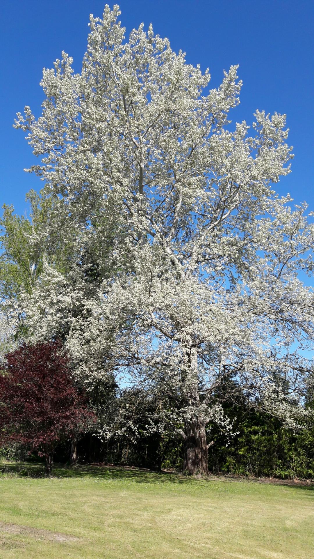 20170408 113520 resized 1254
